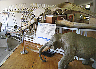 戸隠地質化石館